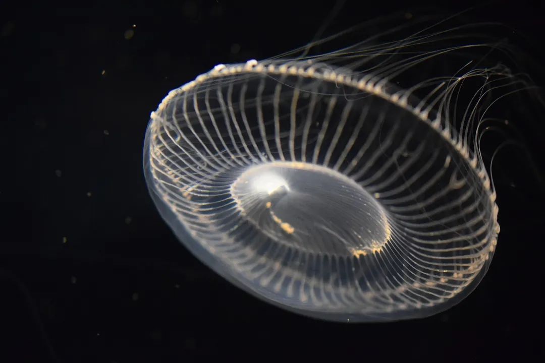 蘑菇头上有红点,蘑菇头上有小红点