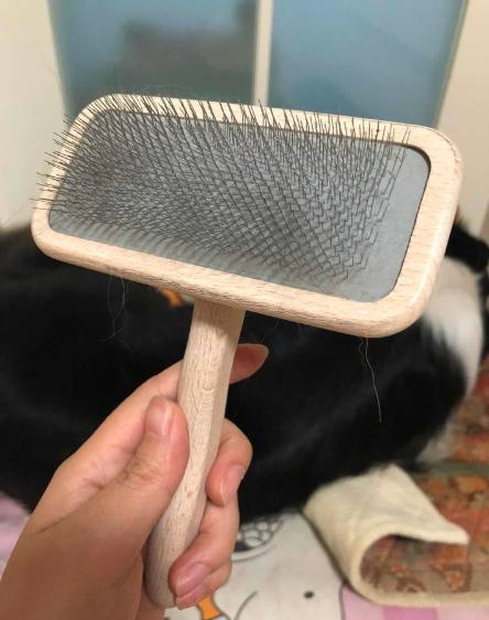 夏季狗狗掉毛严重是什么原因,柴犬夏天掉毛严重正常吗