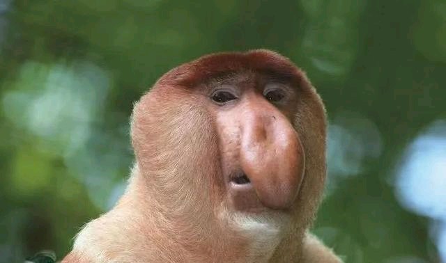 世界上最有趣的十种动物,世界上有趣的动物有哪一些