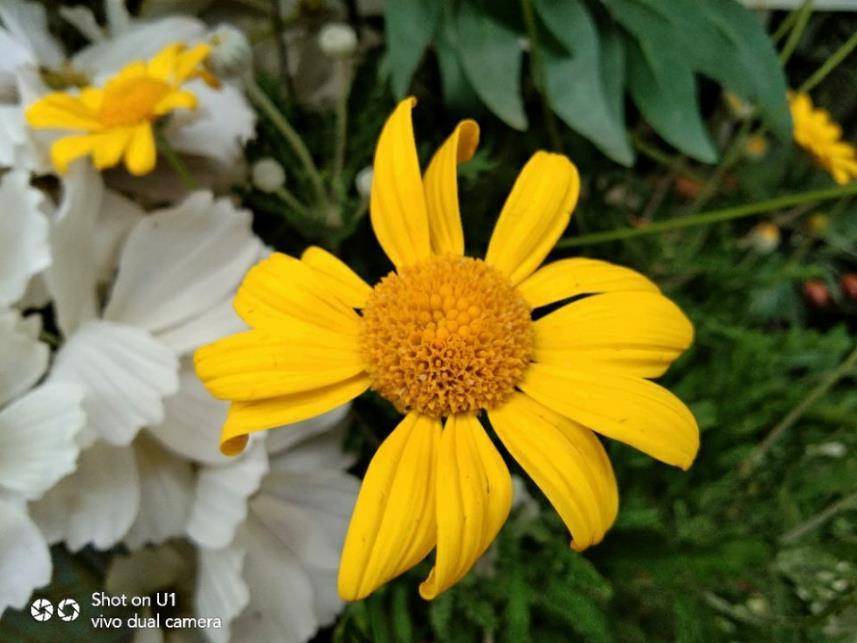 vivou1使用的真实感受,vivou1大屏幕