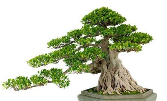 榕树黄叶怎么修剪,榕树黄叶怎么办