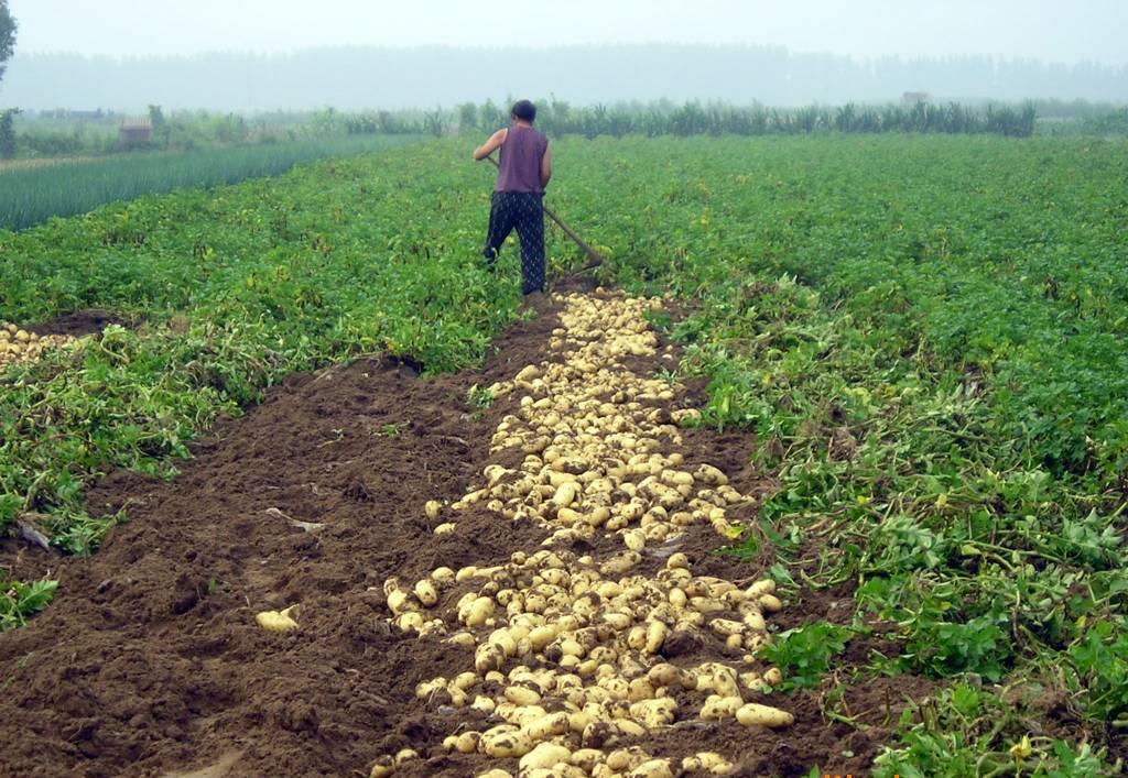 马铃薯全国病害趋势,中国马铃薯三大生产地