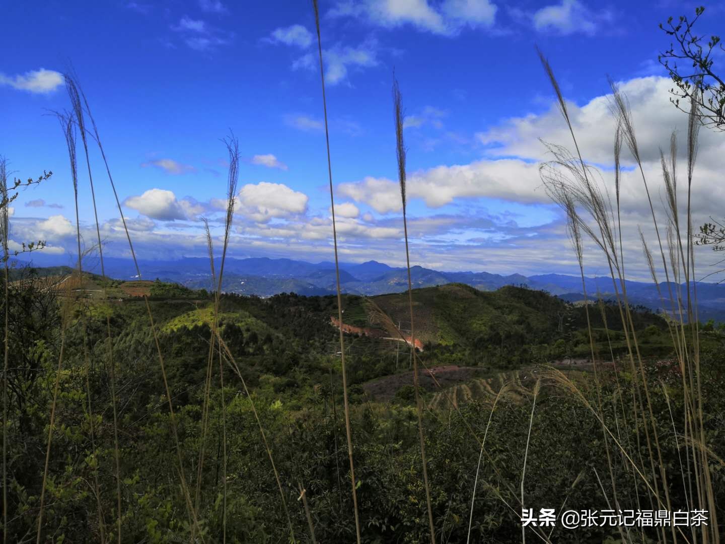 张元记福鼎白茶白牡丹,福鼎白茶张元记