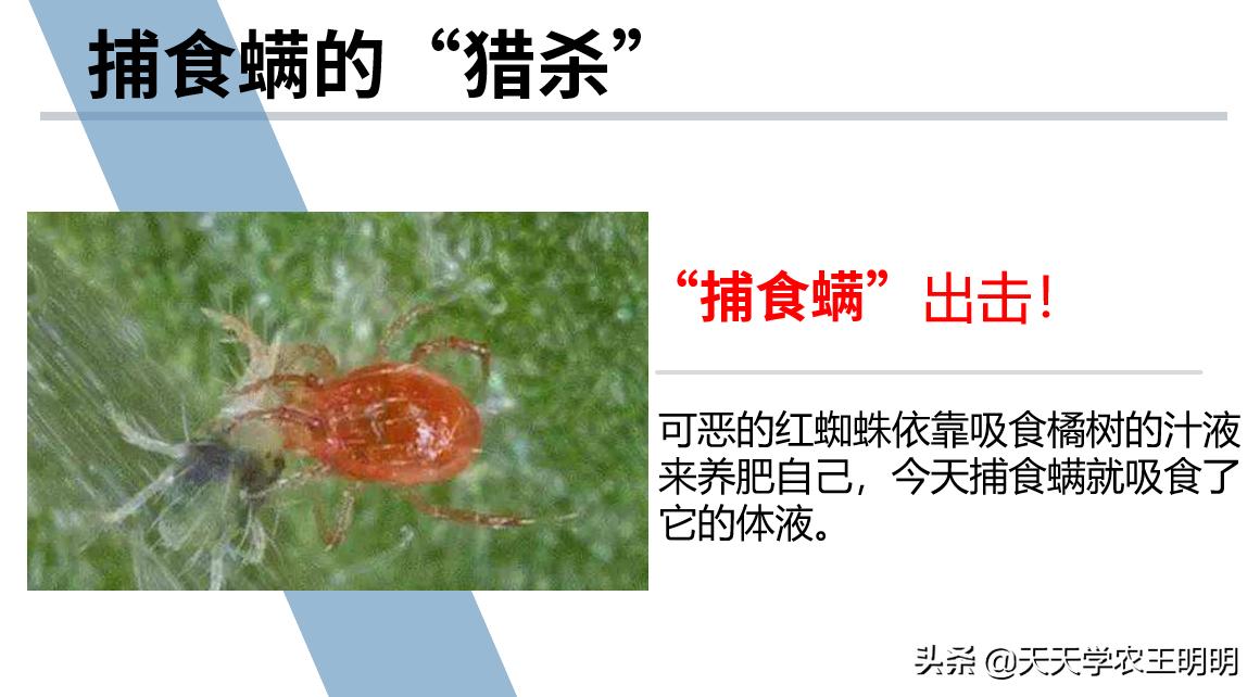 捕食螨除红蜘蛛,捕食螨灭红蜘蛛视频