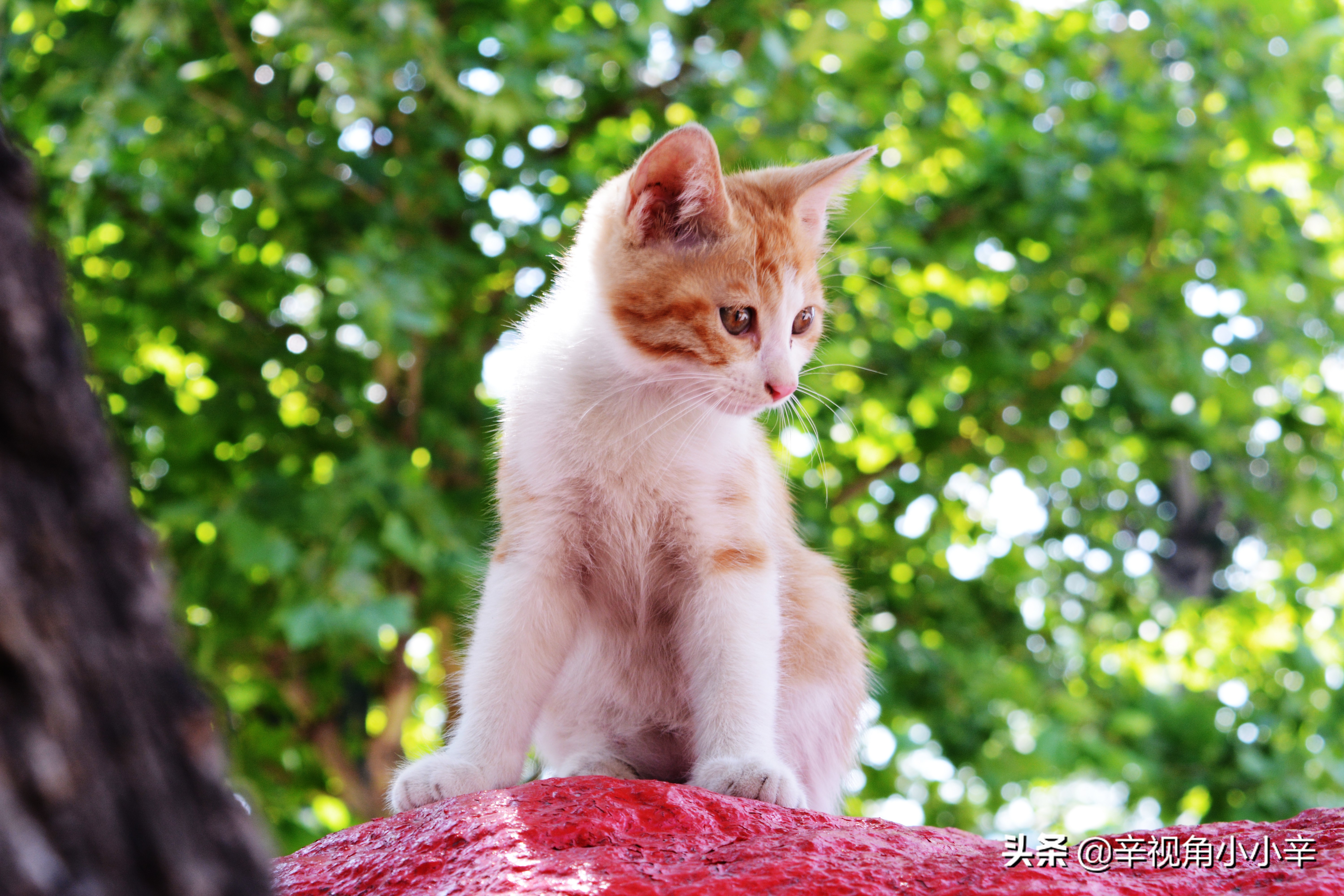 思想中的猫,徘徊中的猫