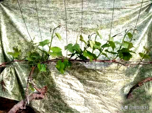 葡萄打药最快的方法,葡萄喷了多菌灵