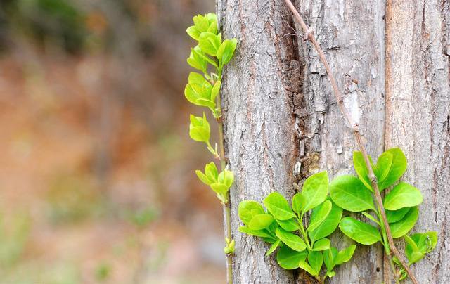 肝硬化及炎症手术的难度很大,肝硬化细胞治疗最新临床课题