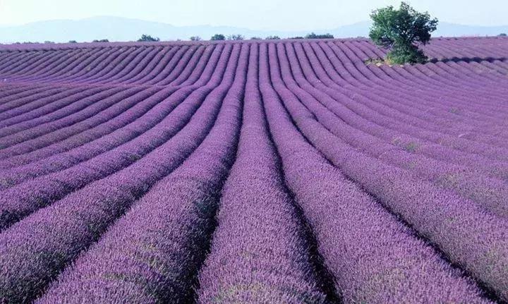 芳疗精油能帮助睡眠吗,芳疗对人体作用