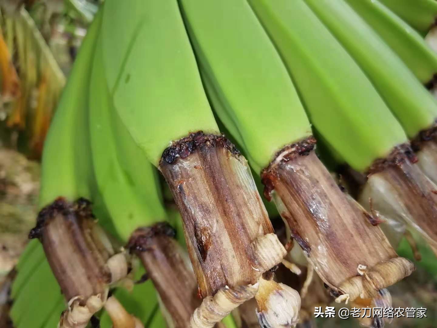 果指顶腐病、雪茄顶腐病？其实就是香蕉“烟头病”