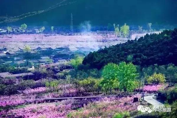 北京平谷第二十一届桃花节开幕,北京平谷桃花节最佳观赏地址