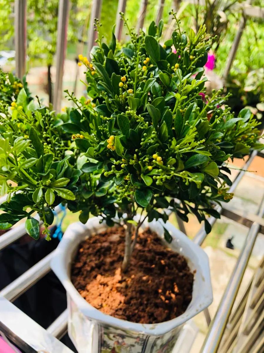 米兰春天怎么养护,家里养米兰花风水好不好