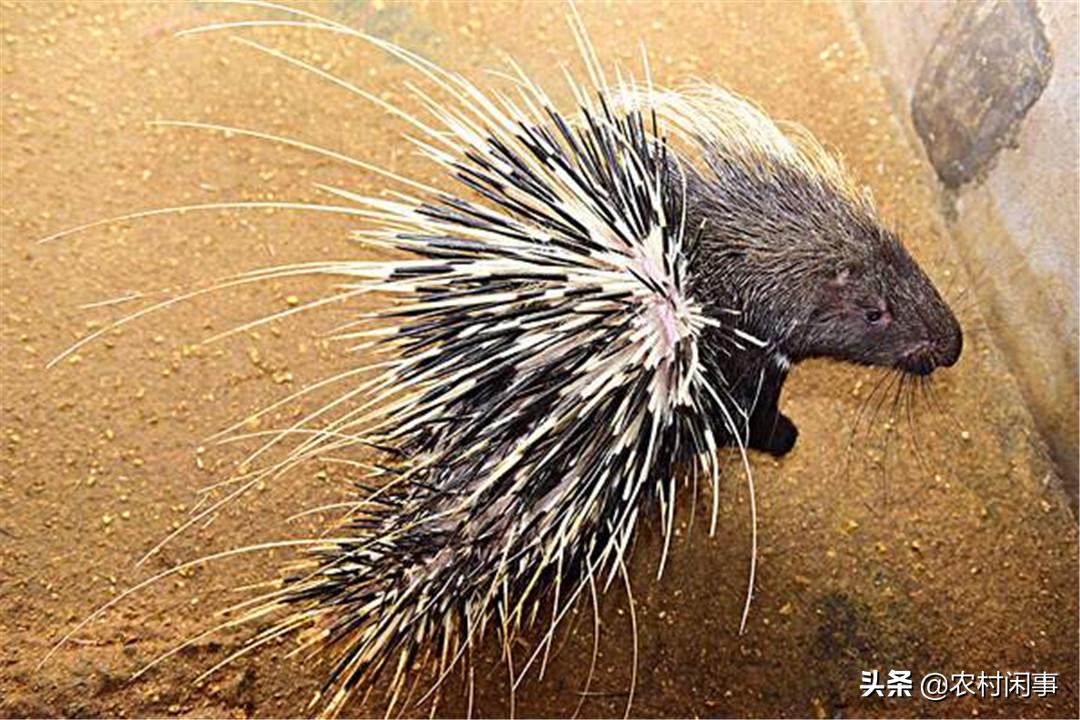 豪猪到底要怎么拿下,豪猪的养殖与管理