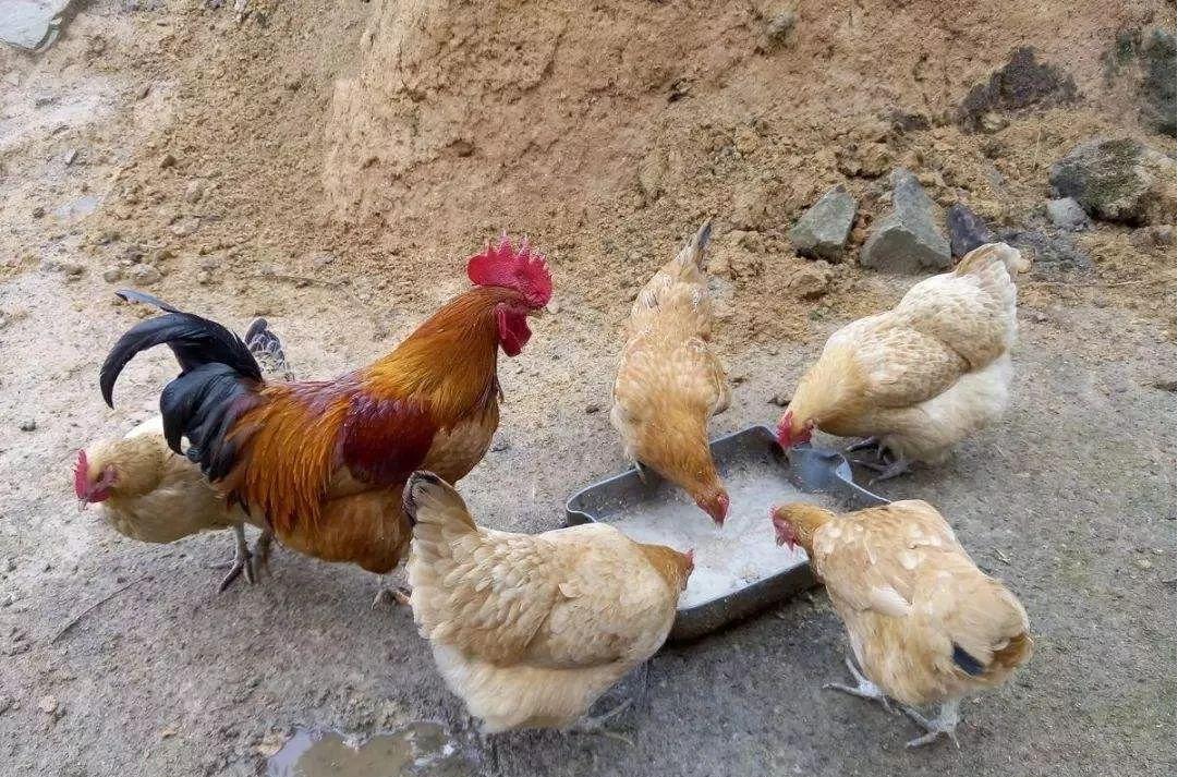 养鸡有办法让鸡少生病,家养鸡发烧哮喘怎么处理