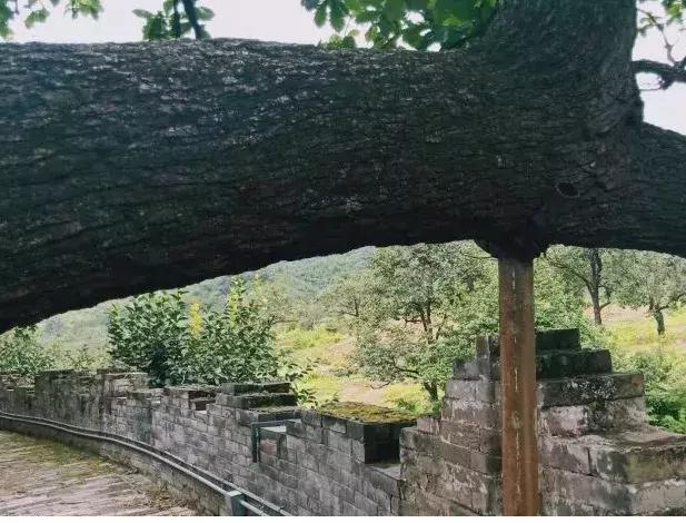 明十三陵康陵历史厚重感,探访明十三陵未开放的陵墓