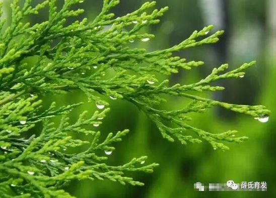 黑发小妙招去白发食疗,白发越来越多怎么治疗