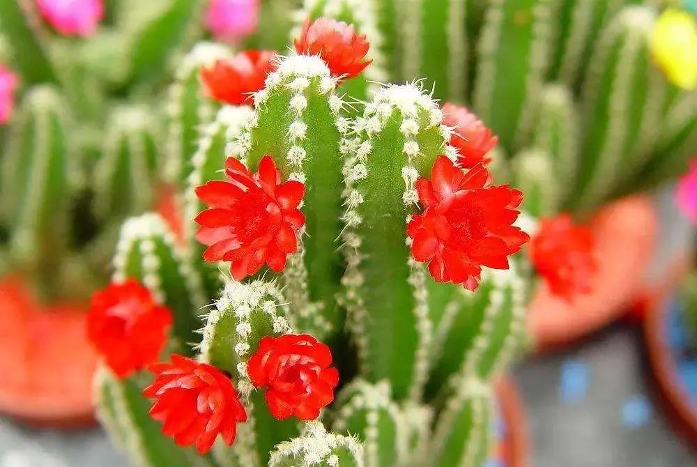 花的好句摘抄大全优美,关于花的好词好句10个字