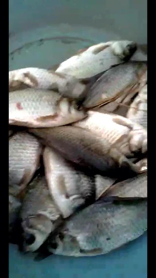 适合各种水域大小鱼通杀饵料,适合各种水域大小鱼通杀的饵料