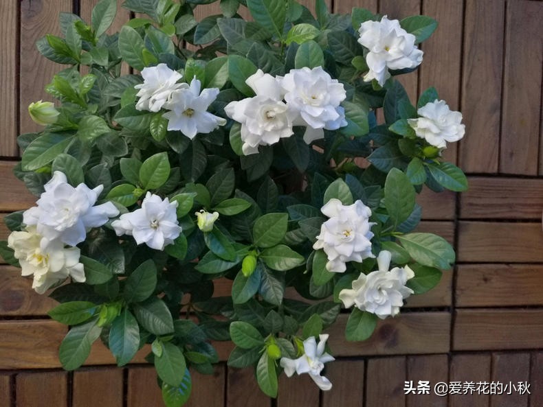 栀子花长得细弱黄叶春季如何处理,土壤保持湿润栀子花黄叶掉花苞