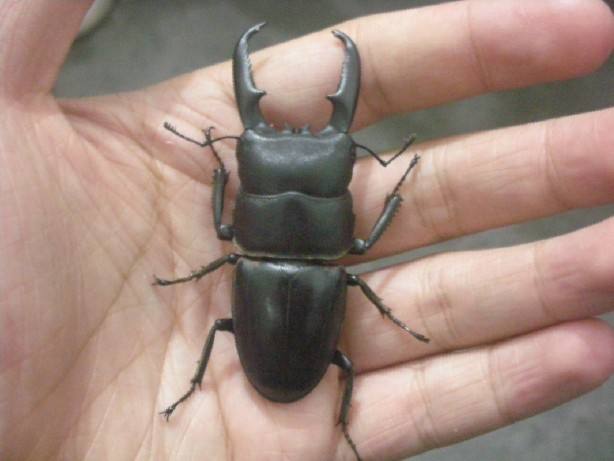 农村潮湿环境常见的昆虫,在乡下能捉到哪些可爱的虫子