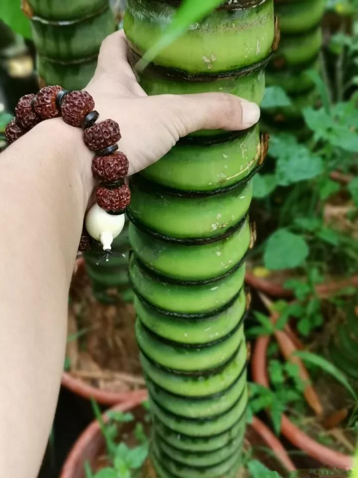 什么花放在家里最好看最实用,放家里风水好又好养的花有哪些