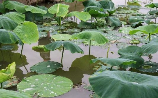 稻田养殖小龙虾怎么防止逃跑,稻田养殖小龙虾防病