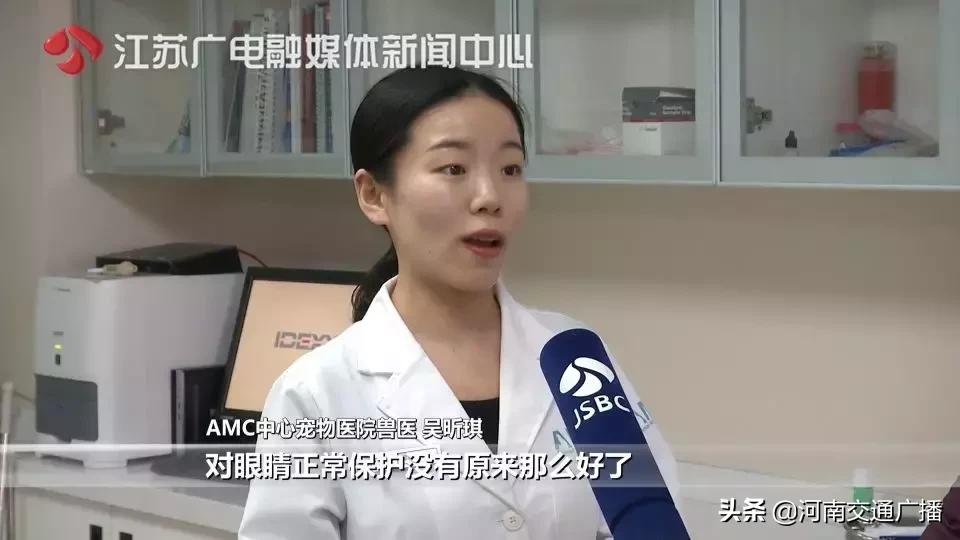 有人竟花1万给猫拉了双眼皮!网友炸锅:考虑过猫的感受吗?