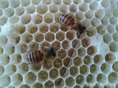 工蜂产卵及处置,工蜂产卵造蜂王