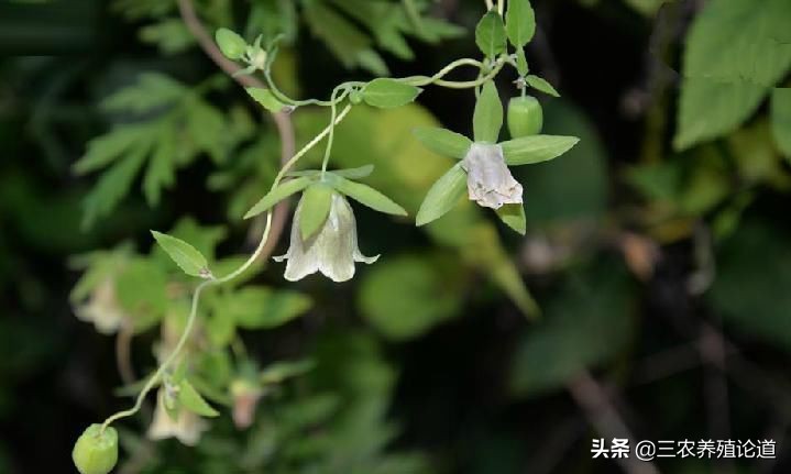 畜牧兽医：畜禽脱肛，子宫下垂中兽药方案——补中益气散