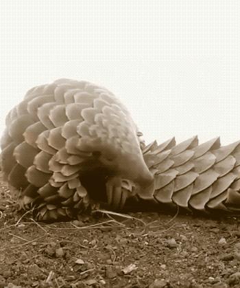 盘点被电鳗电死的人,鳄鱼咬住电鳗当场死亡