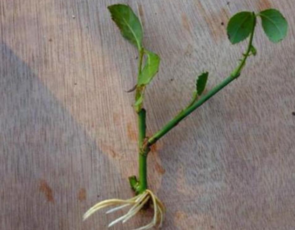 柳树枝条自制生根水视频,柳树枝条自制生根水扦插月季