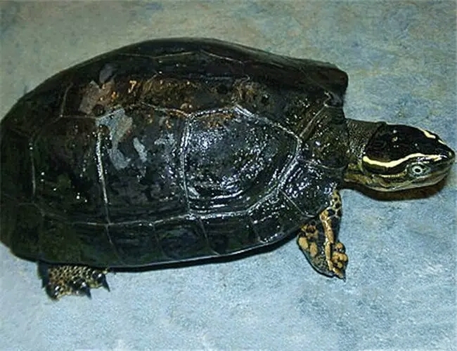 哥伦比亚拉丝木纹,哥伦比亚木纹龟好养吗