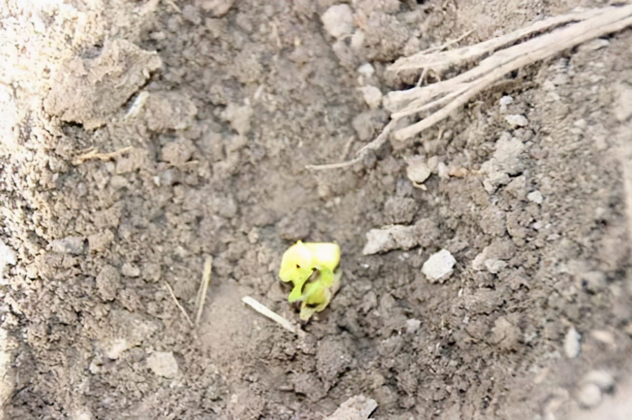 大雨后玉米发霉了怎么办,雨后玉米苗枯萎补救