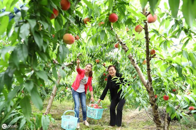 桃树流胶严重导致树死,桃树树干流胶病的治疗方法