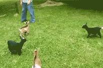 赌100袋辣条,赌十包辣条