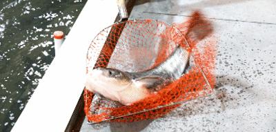 乐从附近哪家的烧鹅好吃,佛山顺德乐从烧鹅哪家店好