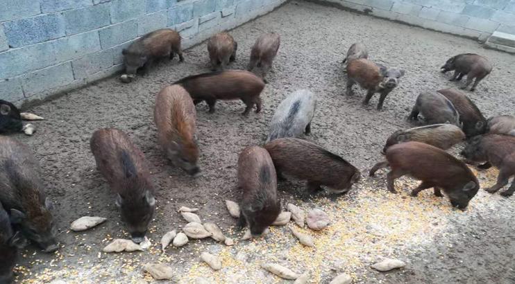 野猪养殖技术哪里学,野猪养殖技术视频东北养野猪