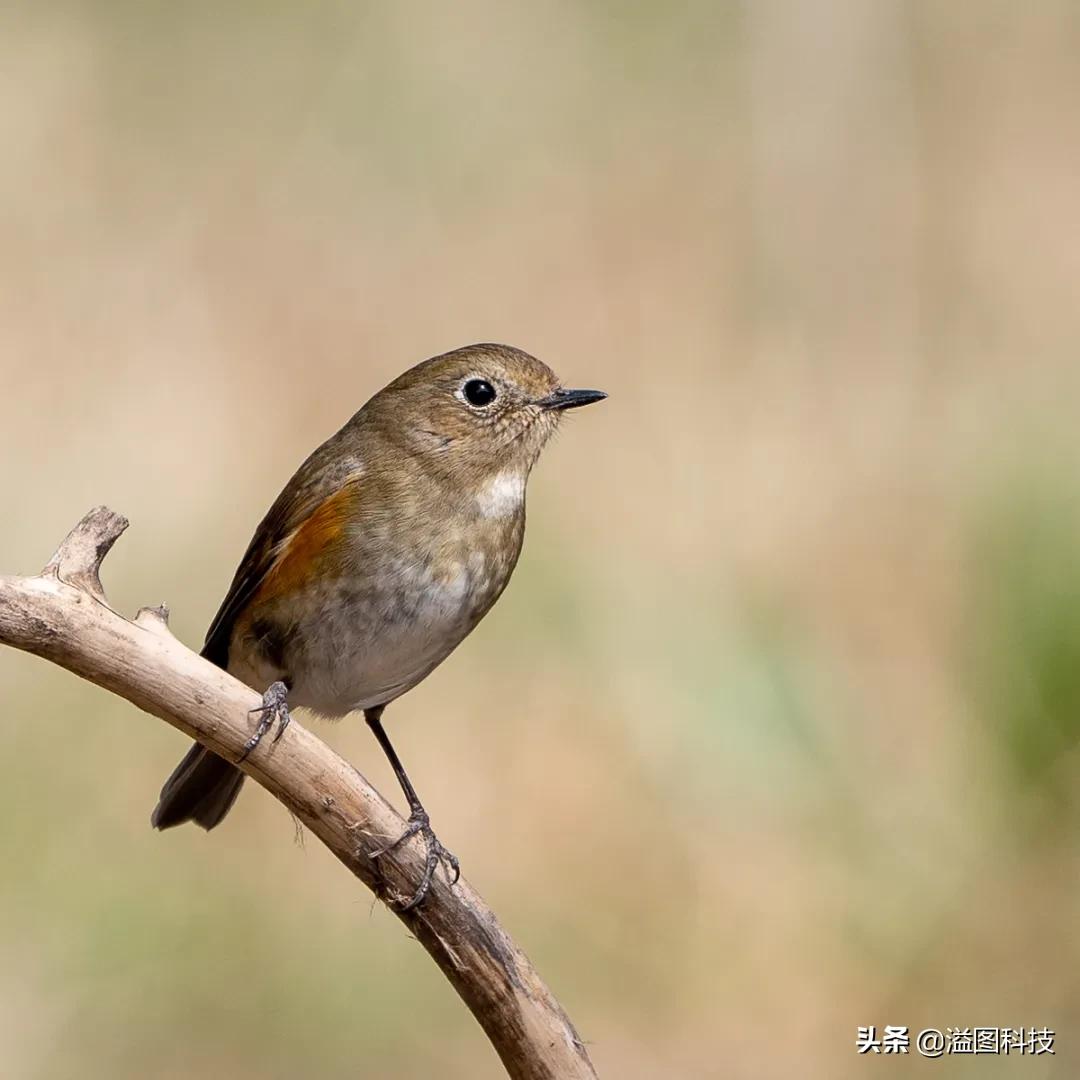 松下全幅无反,松下24-70f2.8镜头评测
