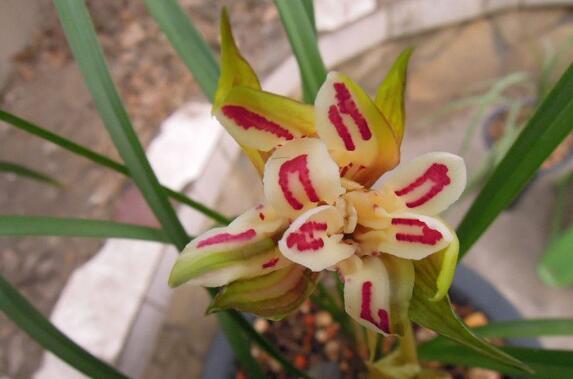 什么兰既好养开花又香,最好养的兰花四季兰介绍