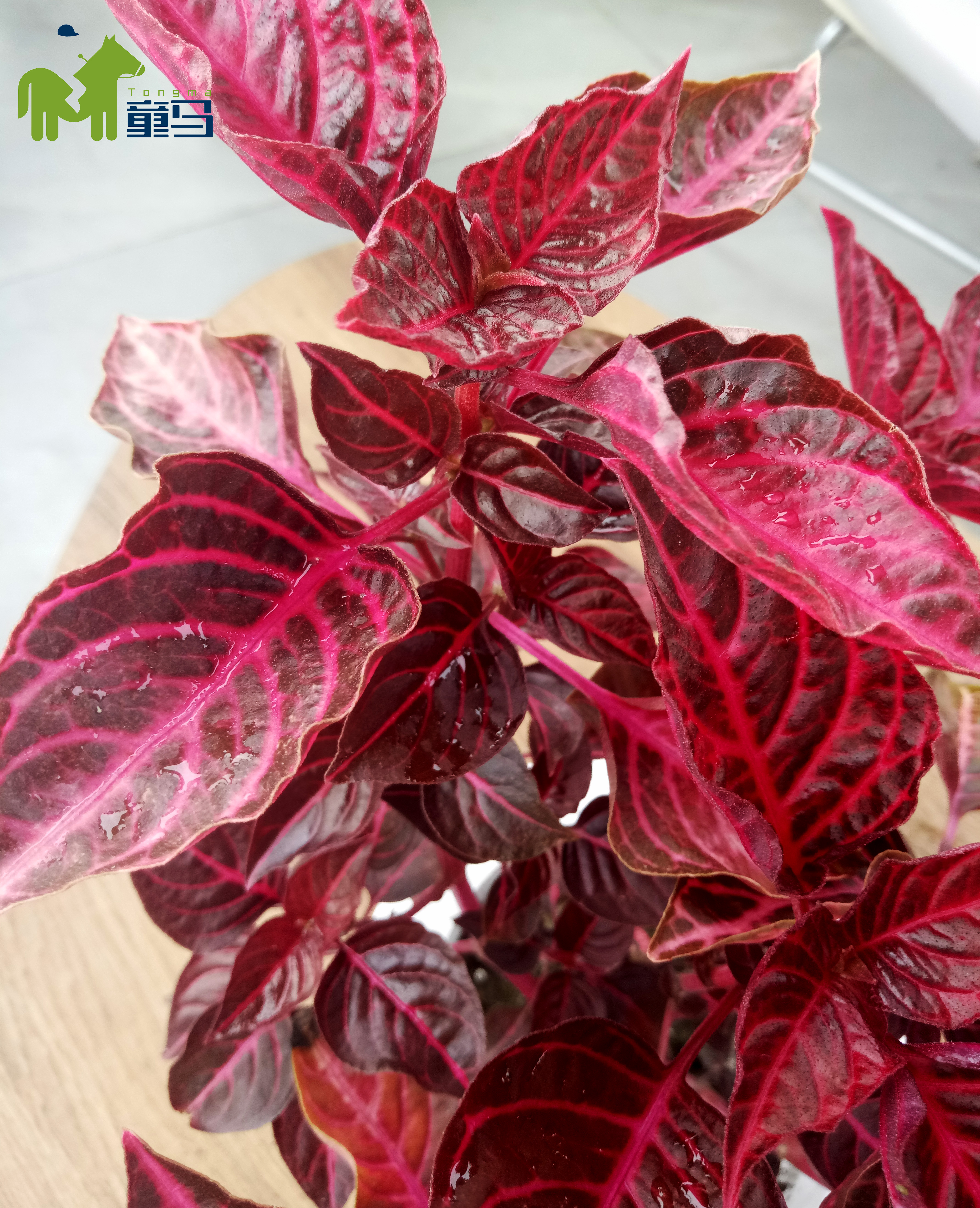 童马养殖方法和注意事项,童马植界沙漠玫瑰介绍