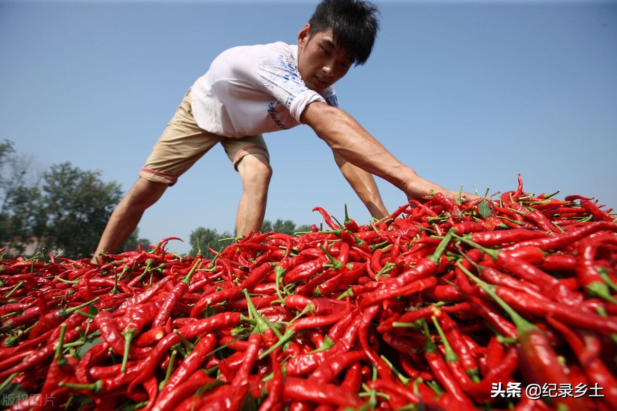 农民承包田地种植赚钱吗,承包土地种植什么最赚钱