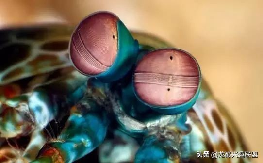 小小的皮皮虾真的有那么厉害吗,深度揭秘皮皮虾