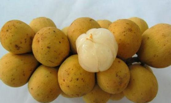 带龙字的4种水果,带龙的水果有哪几种