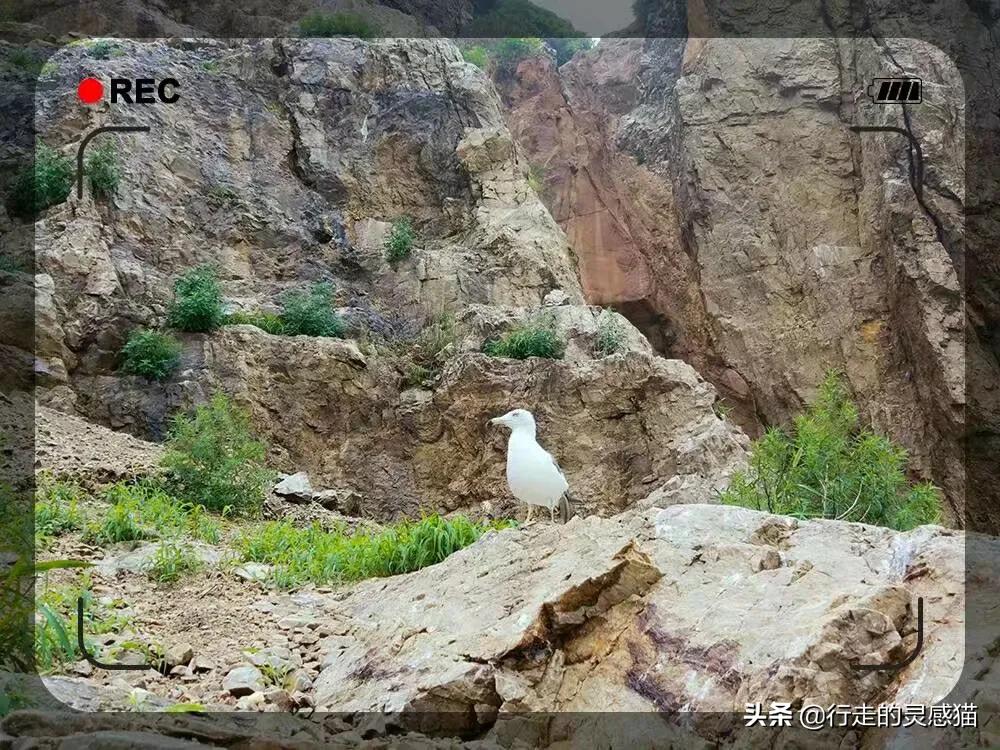 山东威海海驴岛攻略,山东海驴岛旅游攻略