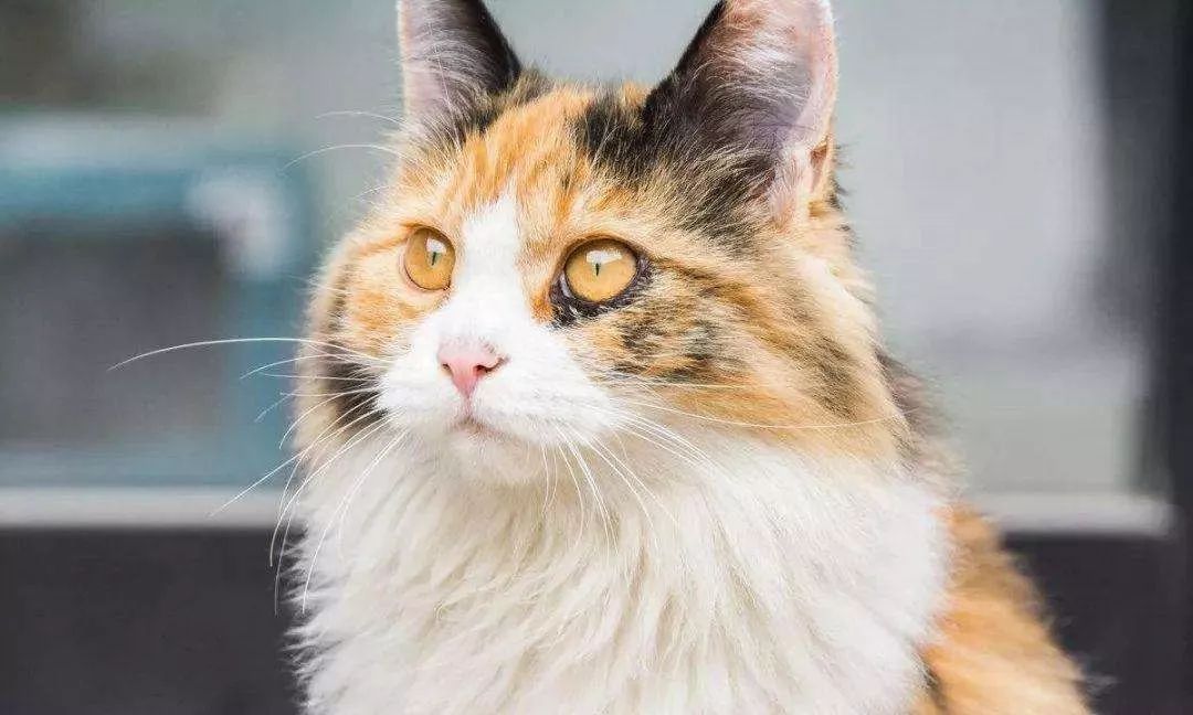 什么叫三花猫和橘猫,什么是三花猫