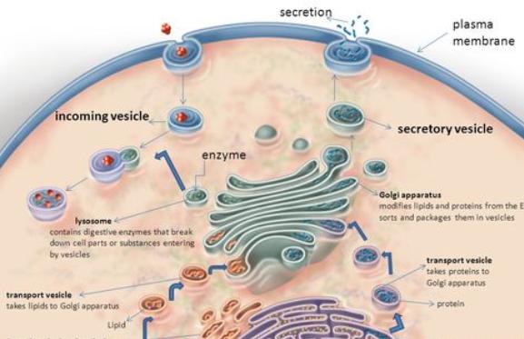 60多岁体检肝功能异常,73岁的老人查出肝有问题