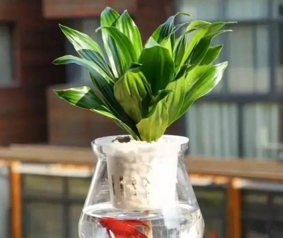 秋天怎么水培养万年红,秋季如何水培月季