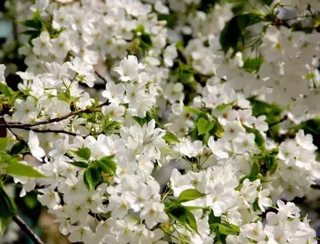 好书推荐快来领取你的宝藏书单,100种百花图谱大全
