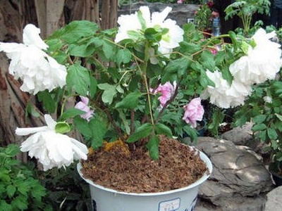 家养牡丹花怎么养,牡丹花室内栽培方法