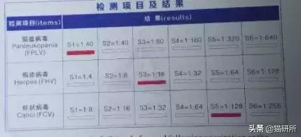 拜奥高犬猫三联抗体检测怎么看,猫咪打完猫三联后要检测抗体吗