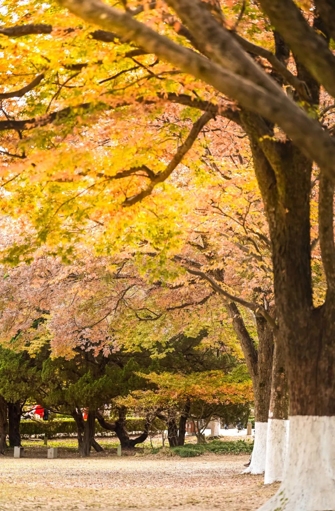 长春出发特价机票四月,长春出发双人旅游套餐含机票团购